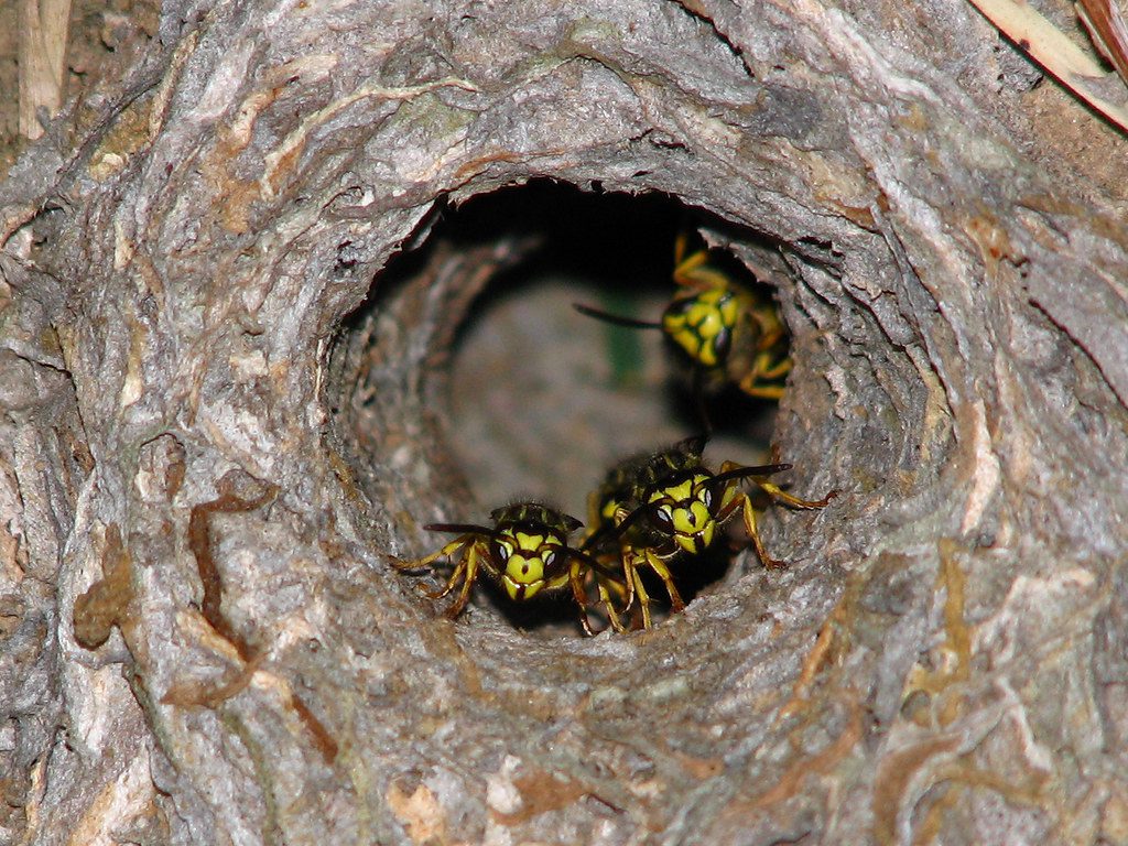 Yellow Jacket Nest - Massachusetts