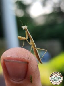Small Praying Mantis on fingertip
