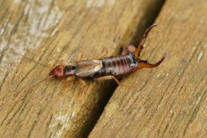 Earwign on wood background