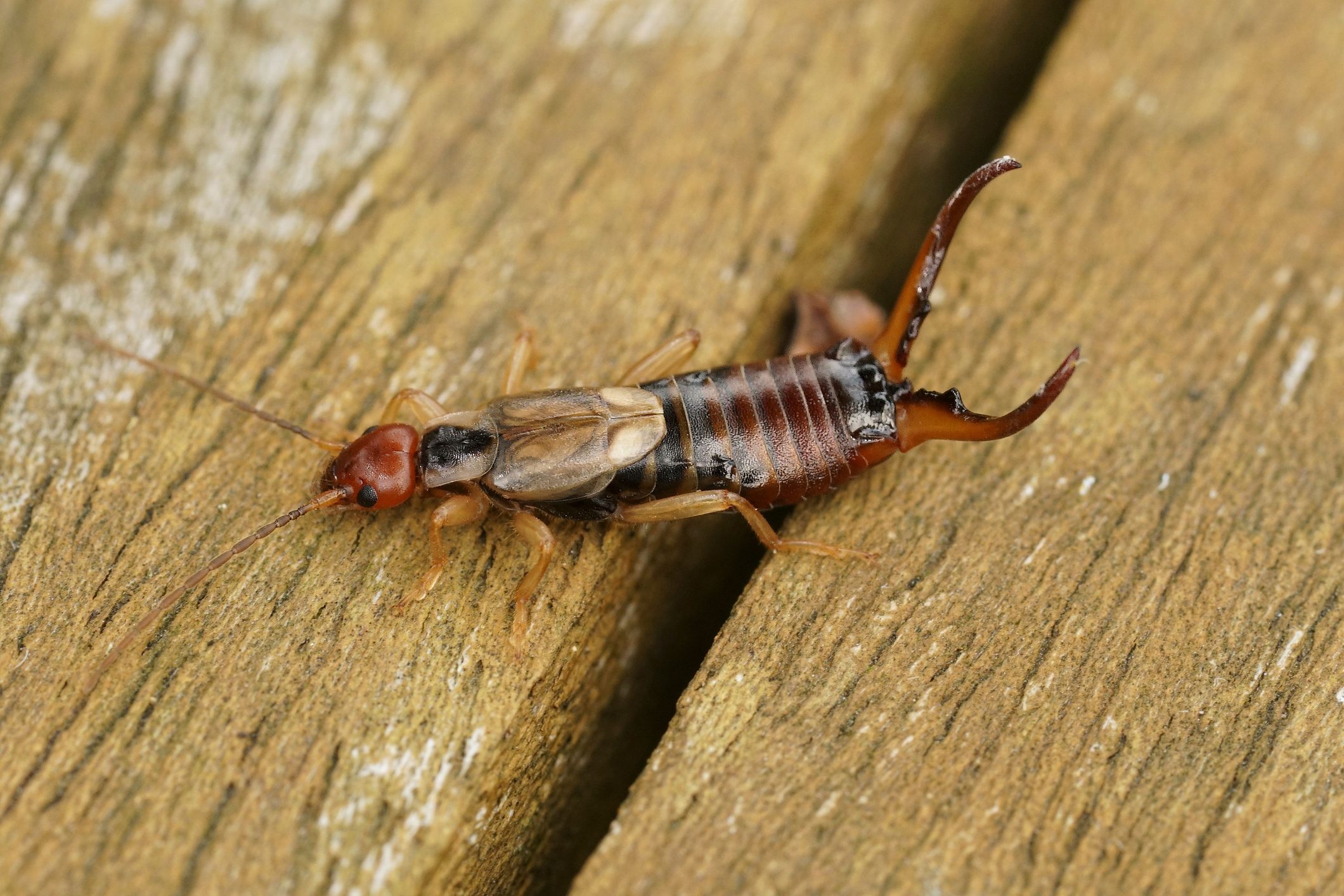 Earwign on wood background