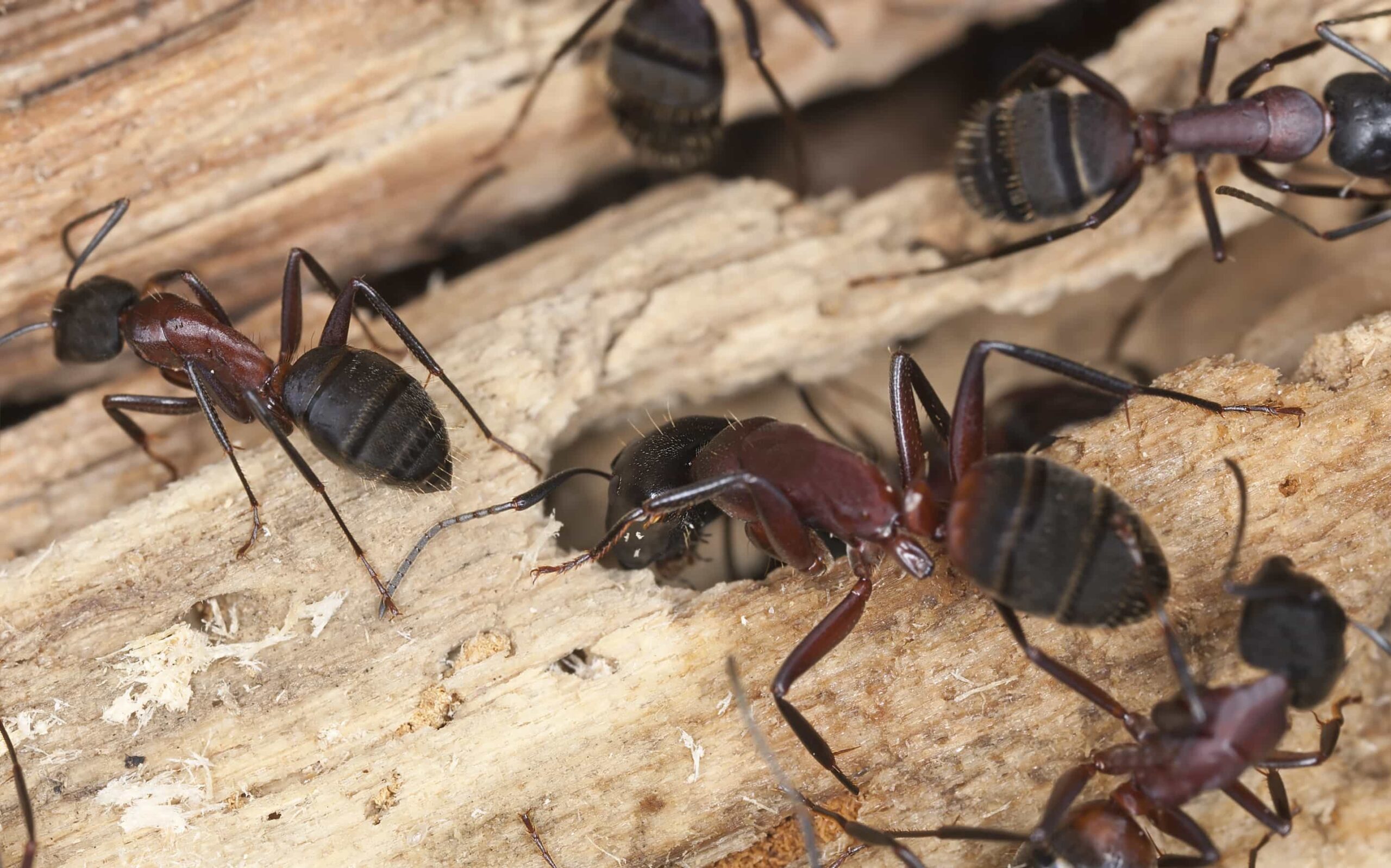 Carpenter Ants in MA