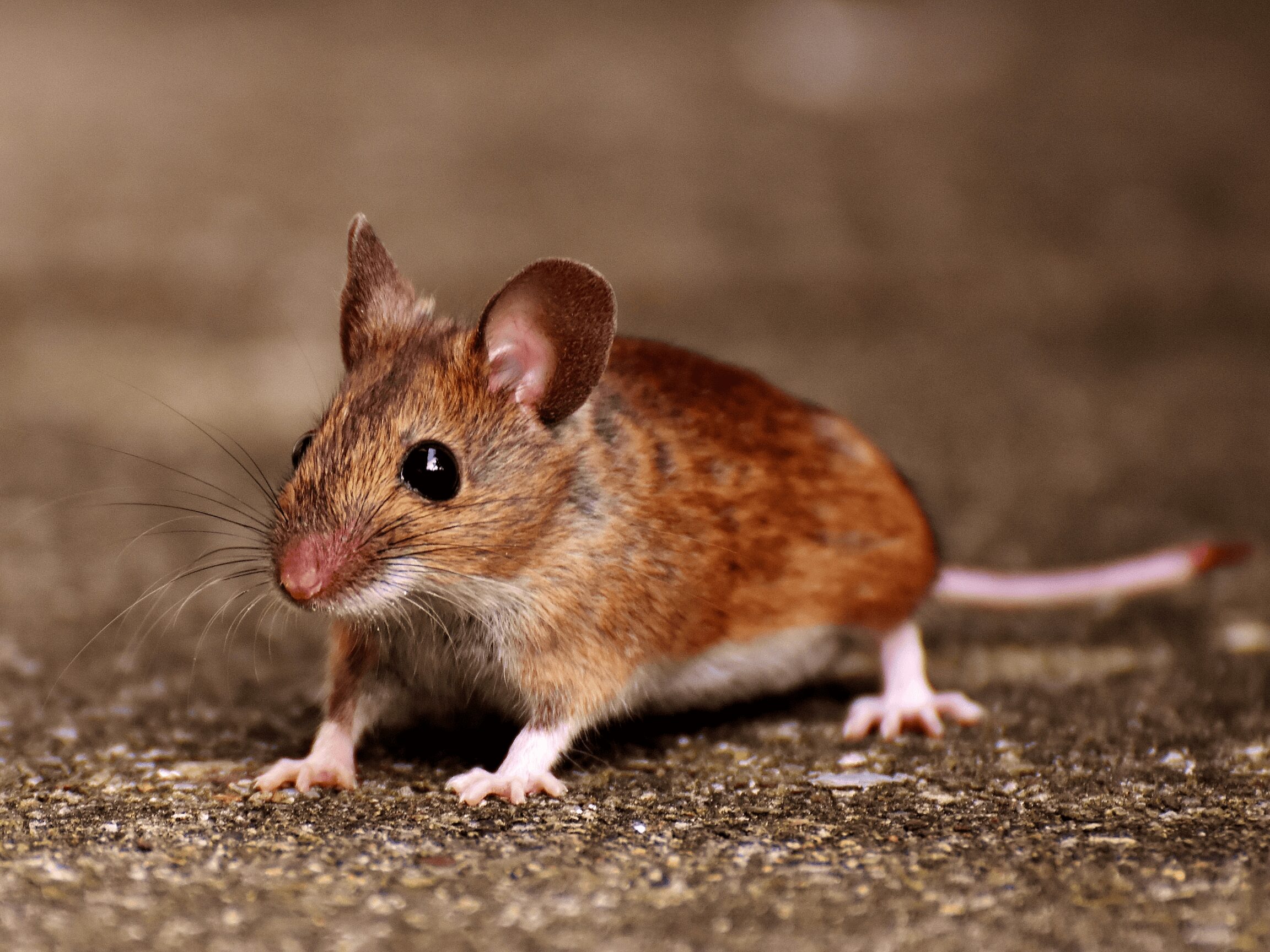 A cute mouse
