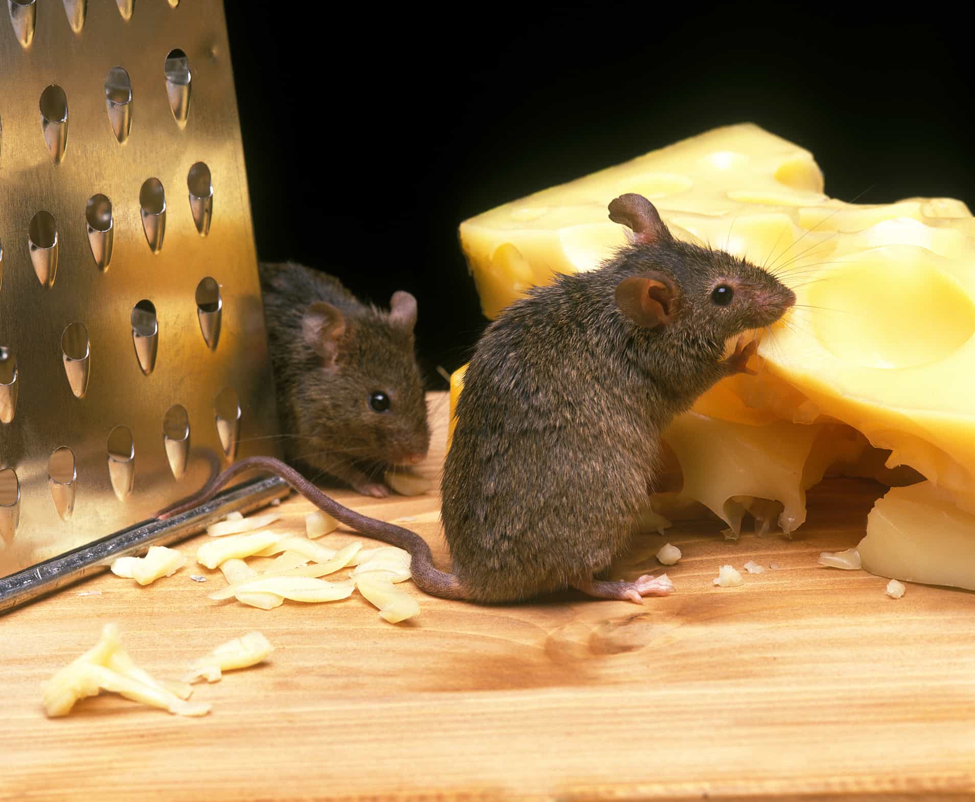 House Mouse eating cheese in MA