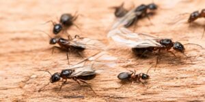 Winged carpenter ants (flying ants) during a mating swarm on weathered wood.