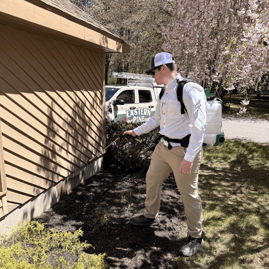 An Eastern Pine technician inspecting a residential window sill for wood shavings, frass, and signs of carpenter ant entry