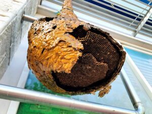 Hornet nest removal exposes the layered paper comb inside a nest taken down from a home's eave