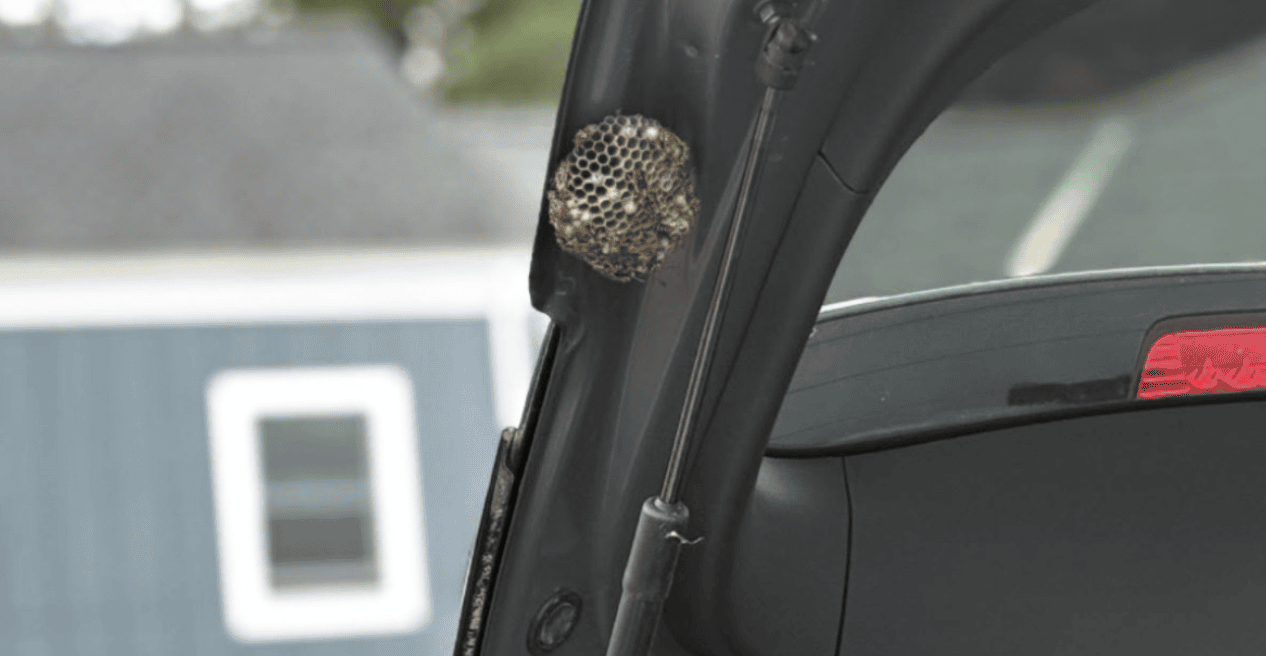 Wasp nest removal often starts with small paper wasp nests like these found built into a car's rear hatch hinge