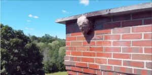 A large wasp nest is attached to the edge of a brick building with a forested area and blue sky in the background, highlighting the need for professional wasp nest removal in such environments.