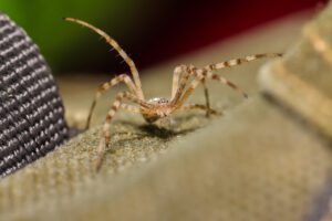 A brown, long-legged spider perched on a piece of fabric, showing how spiders get in the house.
