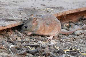 A brown rat crouching on dirt under the edge of a wooden board, which is a common area that attracts rats.
